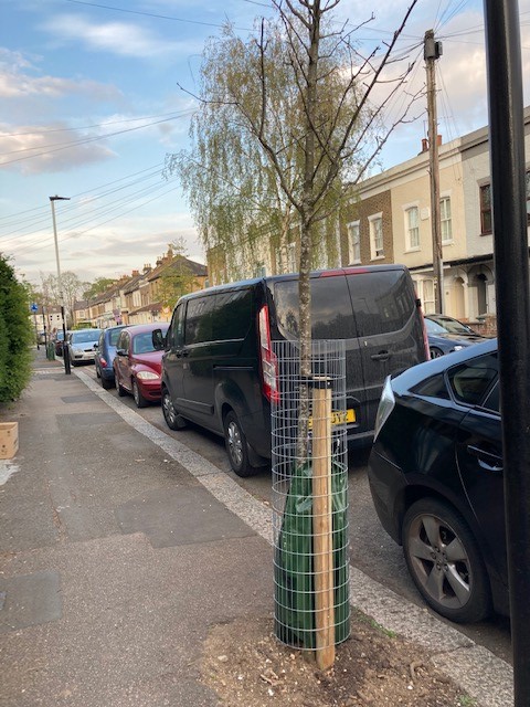 Pavement with newly planted tree. 